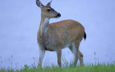 Venado muere tras sufrir ataque de perros en Totonicapán