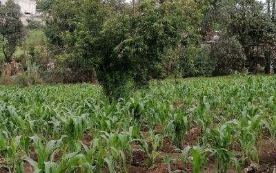 Quetzaltenango: Monitorean daños a causa de lluvias torrenciales, en cultivos