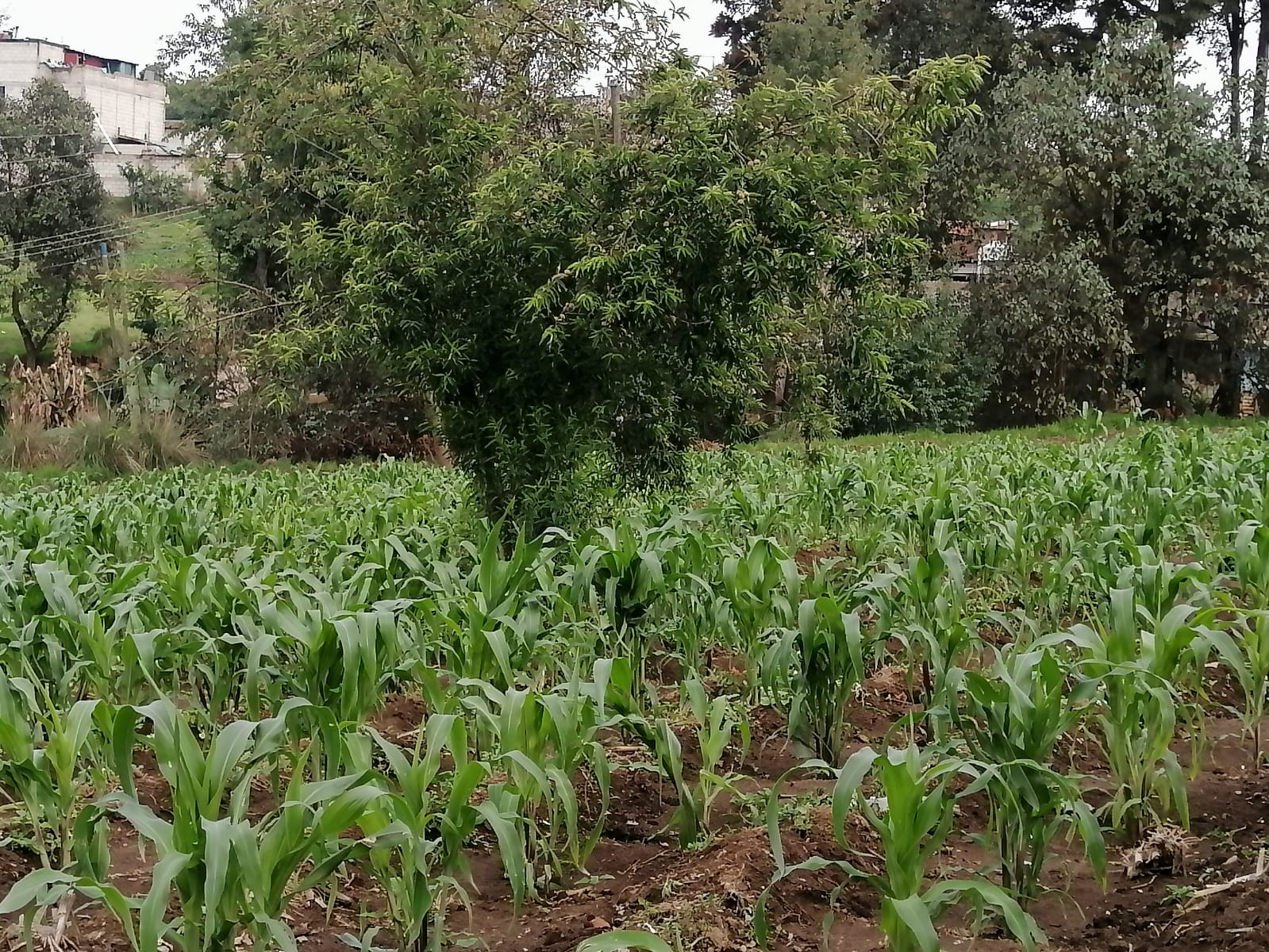 Quetzaltenango: Monitorean daños a causa de lluvias torrenciales, en cultivos