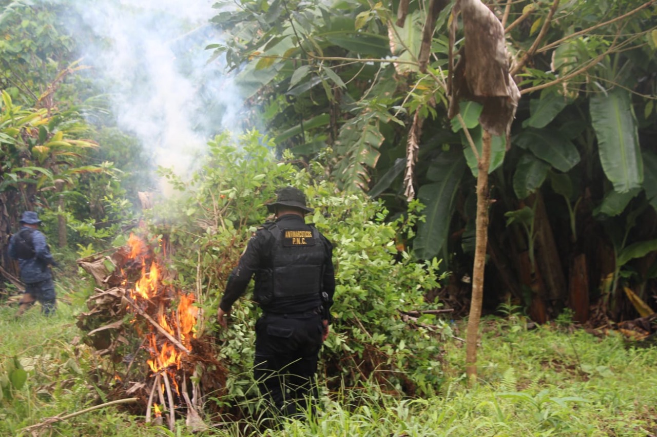 PNC destruye narcolaboratorio y erradica 256 mil 221 arbustos de hoja de coca