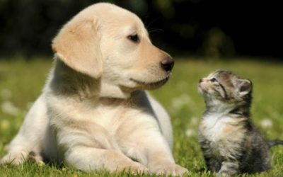 Este 4 de octubre es el Día Mundial de los Animales, ¿Cómo surge?