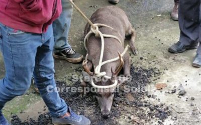 Rescatan a venado que era atacado por perros