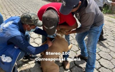 Vacunación antirrábica: 6 de cada 10 perros han sido inmunizados en Sololá