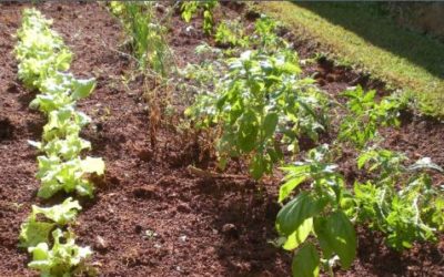 La crisis alimentaria, la asignatura pendiente en 2022