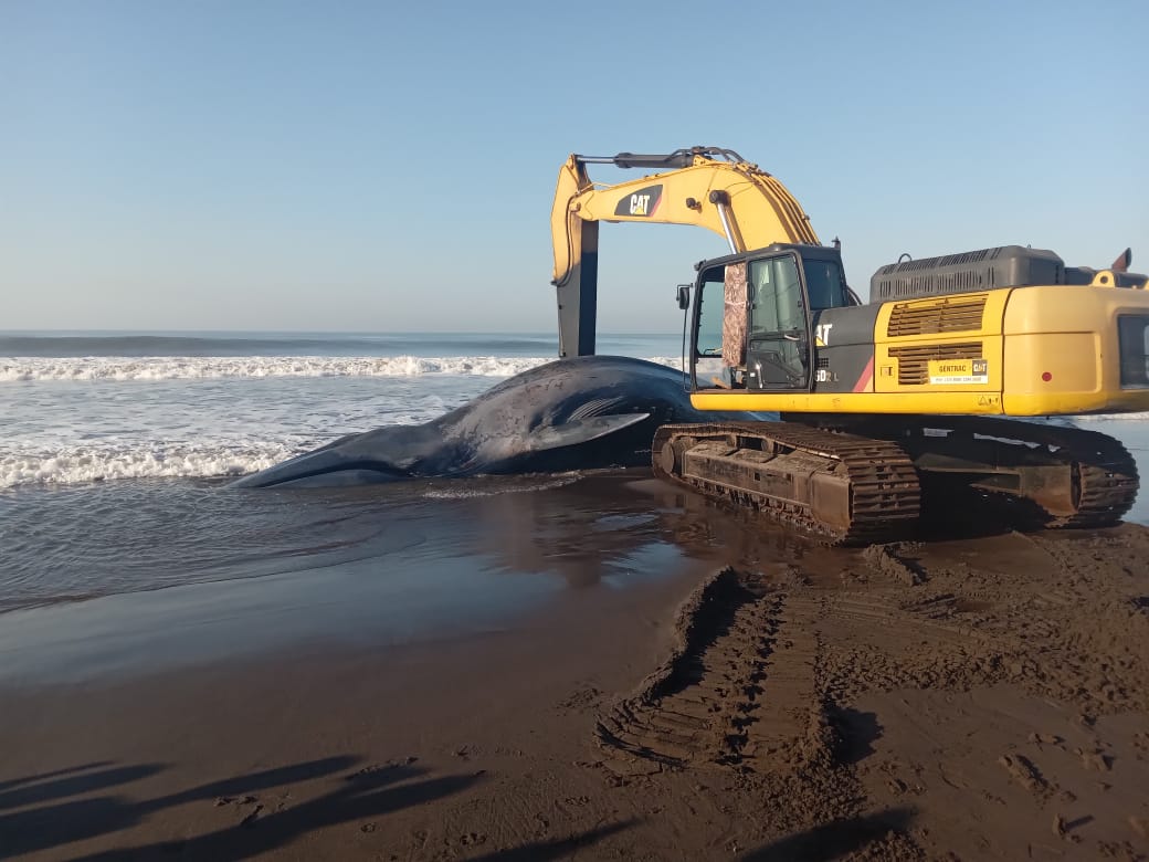 Localizan en Champerico el cadáver de una ballena azul