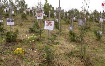 En un páramo en Colombia, las cenizas de víctimas de COVID dan vida a nuevos árboles