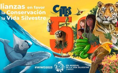 Hoy es el Día Mundial de la Vida Silvestre, ¿Cuándo surgió?