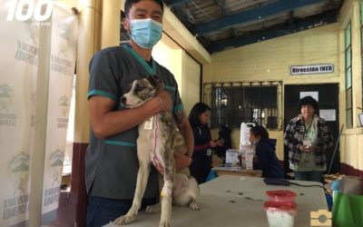 Desarrollan castración gratuita en La Esperanza