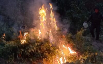 Erradican plantación de marihuana valorada en más de Q2 millones