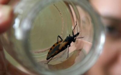 Hoy es el Día Mundial de la Enfermedad de Chagas, ¿En qué consiste?