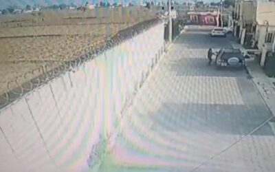 Vecinos denuncian que conductora mata a «Kitty» que descansaba en la calle