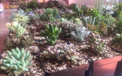 Emprendimiento: cultivo, venta y exportación de suculentas