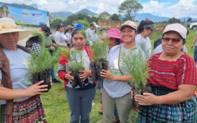 Reforestan en Llanos de Urbina