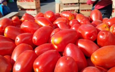 ¿Cuáles son los precios de tomate, cebolla y chile pimiento?