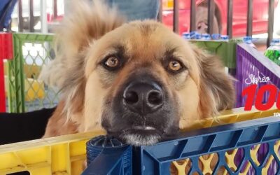 Contabilizan más de 20 mil perros en condición de calle en Xela