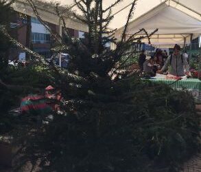 Conozca detalles sobre la producción del pinabete