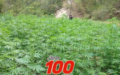 Incineran en Totonicapán marihuana valorada en más de Q10 millones