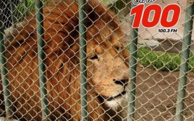 Aplicarán eutanasia a león en el Zoológico Minerva
