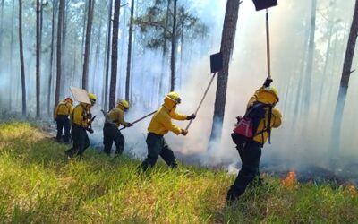 Conred: En la temporada 2023-2024 se registran más de 1 mil 100 incendios forestales