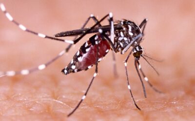 Las Américas reportan el triple de casos de dengue que en 2023: “Es motivo de preocupación”