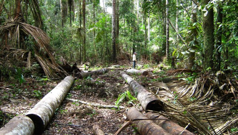 La Amazonía: ¿es posible hacer periodismo ambiental en el amenazado pulmón verde del planeta?