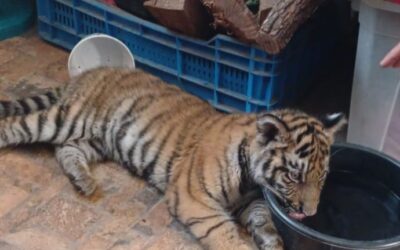 Rescatan a cachorro de tigre de bengala