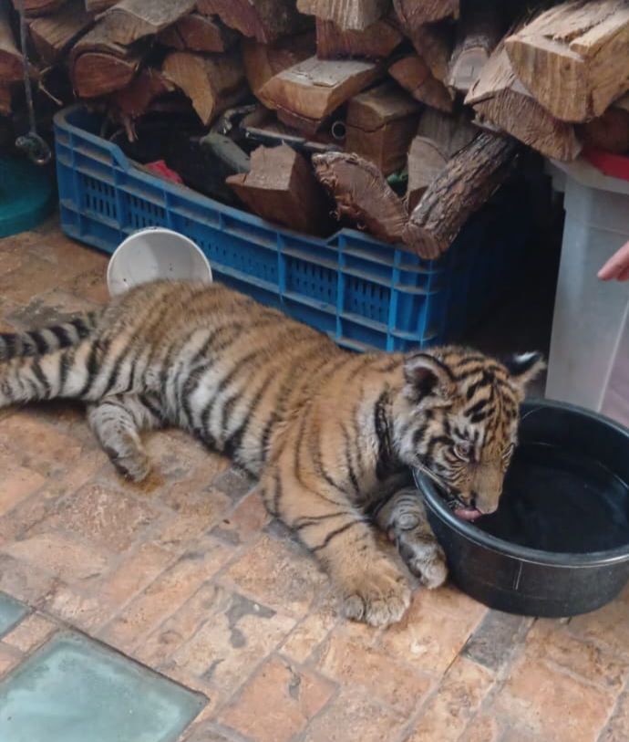 a738fd55-60e4-4d31-8980-8a3251feab0b