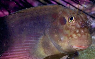 Descubierto un parásito «invisible» en peces de todo el mundo