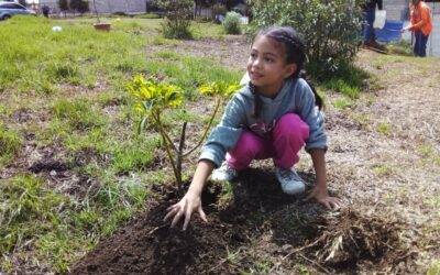 Desarrollan novena jornada de reforestacion en Xela
