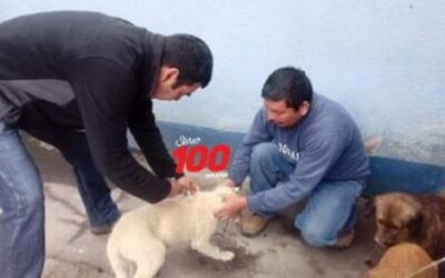 En Xela vacunan contra la rabia a más de 250 perros y gatos