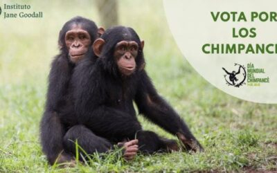 Hoy es el Día Mundial de los Chimpancés, ¿por qué surge?