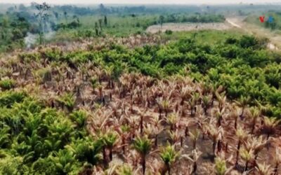 Cómo logró Colombia alcanzar una cifra histórica de reducción de la deforestación