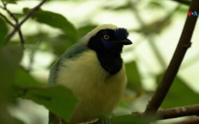 Santuario en Colombia da una segunda oportunidad a animales víctimas del tráfico de especies