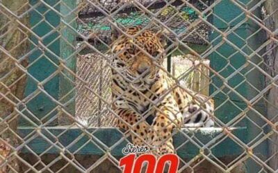 Confirman muerte del jaguar «Constantino»