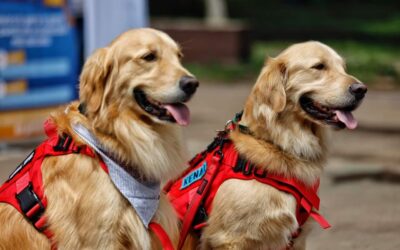 Ministerio de Salud anuncia campaña de vacunación de perros y gatos