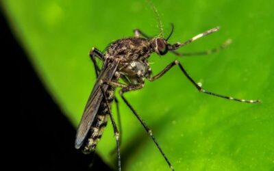 La fiebre de Oropouche en las Américas: ¿Por qué hay alerta sanitaria?