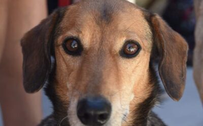 Día Mundial Contra la Rabia