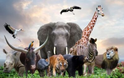 Hoy es el Día Mundial de los Animales, ¿cuál es el origen?