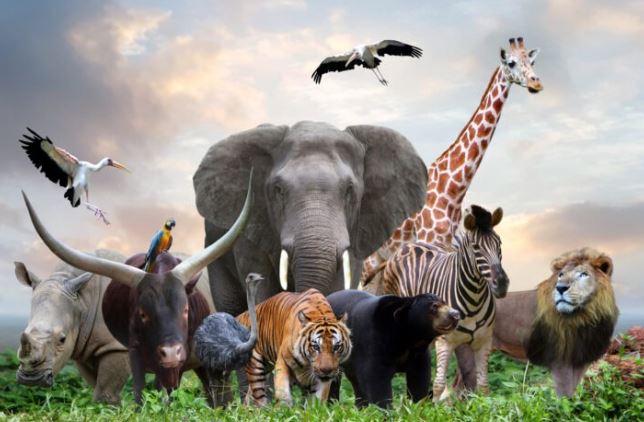 DÍA DE LOS ANIMALES