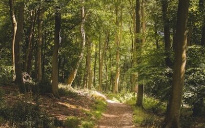 Congreso de la República aprueba proyecto forestal con el BID