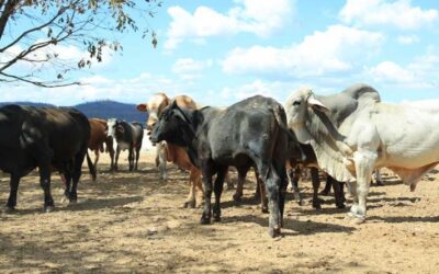 Confirman primer caso de gusano barrenador en Guatemala