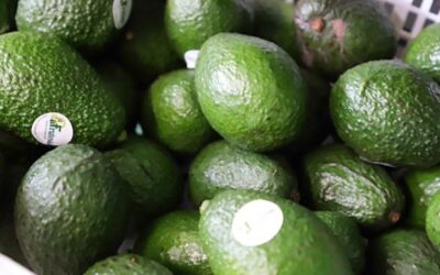 Aprobación del aguacate guatemalteco en Estados Unidos de América impulsará el empleo en áreas rurales
