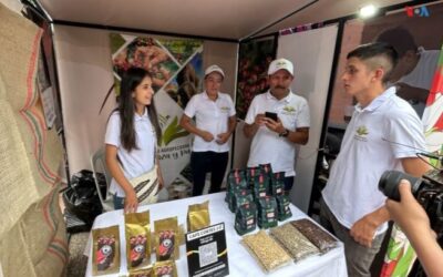 Cultivos de café para superar la violencia en Colombia