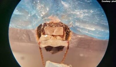 ¿Pueden las abejas y los perros detectar el cáncer antes que la tecnología?