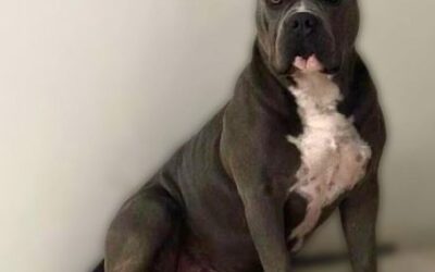 Mujer denunciada por asesinar a «Terry» deberá pagar más de Q61 mil