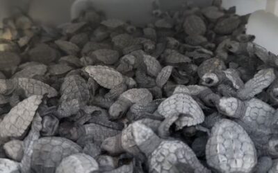 Las tortugas marinas y la lucha por protegerlas en las playas mexicanas