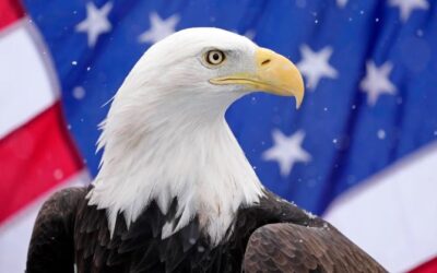 ¿Dónde habita el águila calva y cómo se protege en EEUU?