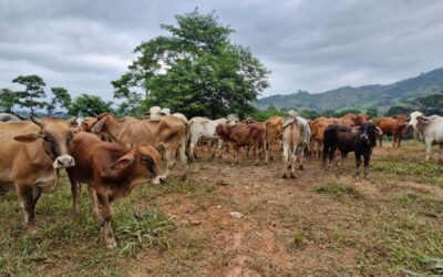 Reportan 57 casos del gusano barrenador en Guatemala