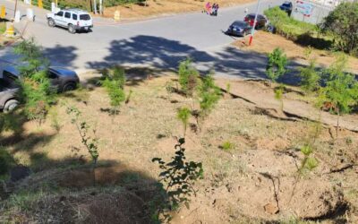 Siembran más de 3 mil árboles en Salcajá