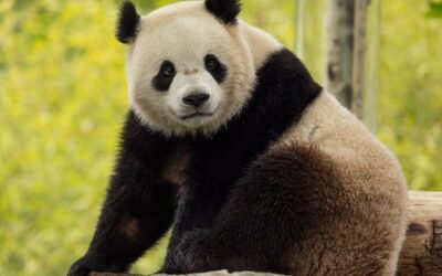 ¡Hola Bao Li y Qing Bao! Pareja de pandas realiza esperado debut en el Zoo Nacional en Washington